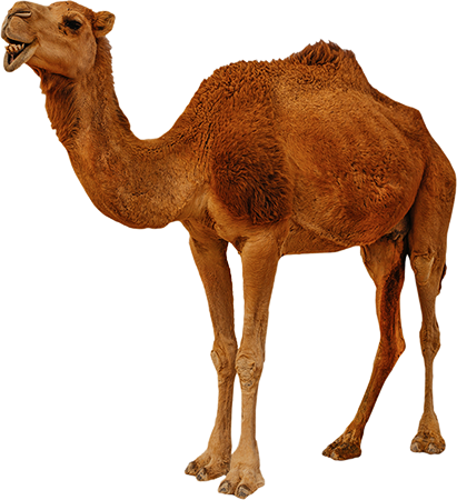 camel-sm